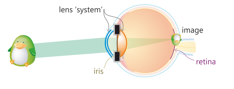 <p>Clear opening formed by the iris</p>