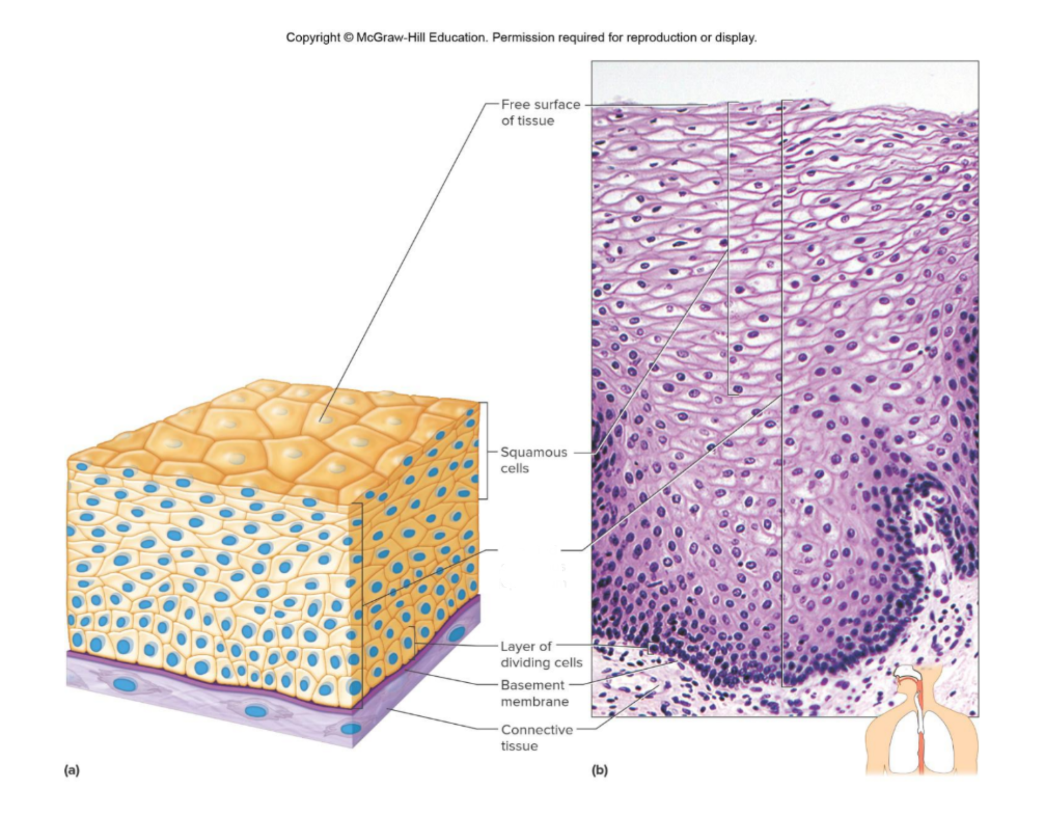 <p>Which tissue is this </p>