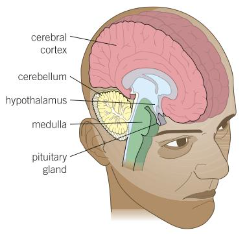 <ul><li><p>Controls complex behaviours eg language</p></li><li><p>Made up of interconnected neurons</p></li><li><p>Organ part of the CNS</p></li></ul>