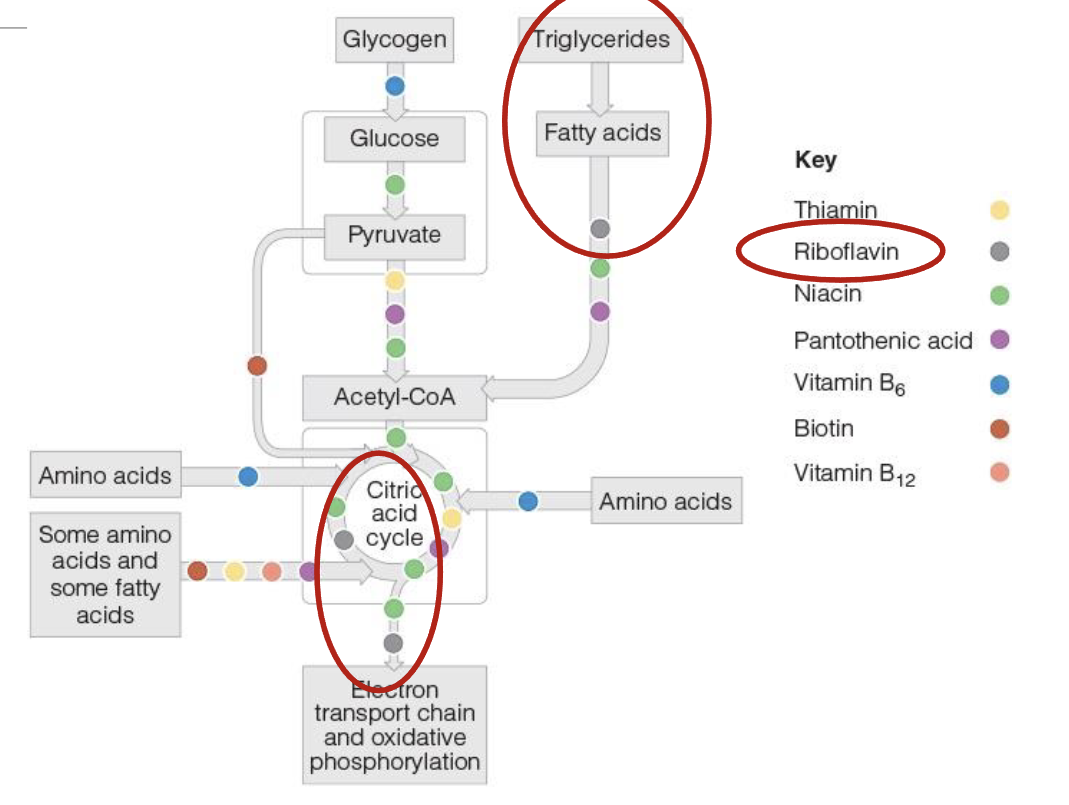 <p>Coenzyme form of Riboflavin are Flavin Mononucleotide(FMN) & Flavin adenine dinucleotide(FAD)</p><ul><li><p>FAD picks up high energy electron from TCA(FADH2) & delievers to ETC</p></li><li><p>FADH2 is needed for breakdown or oxidation of fatty acids into acetly CoA</p></li></ul><p></p>