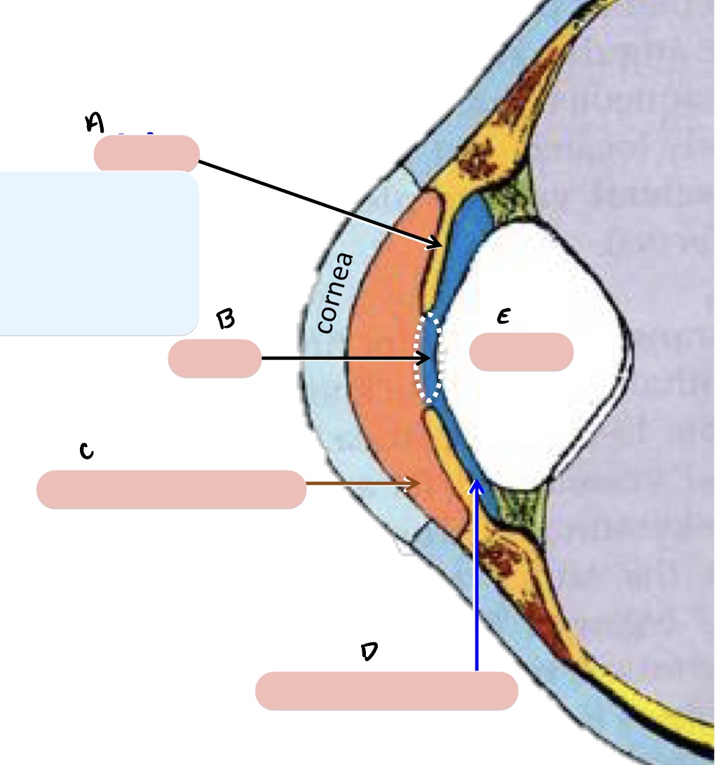 <p><span>Name the structure(s) indicated by a, b, and c.</span></p>