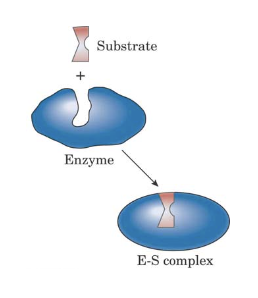 <p><span>The image at right shows which of the following aspects of enzymatic catalysis?</span></p><ul><li><p><span>a favorable interaction of the substrate with the enzyme active site</span></p></li><li><p><span>allosteric activation of the enzyme</span></p></li><li><p><span>the lock and key model of catalysis</span></p></li><li><p><span>the induced fit model of catalysis</span></p></li><li><p><span>the formation of the catalytically competent ES complex</span></p></li></ul><p></p>