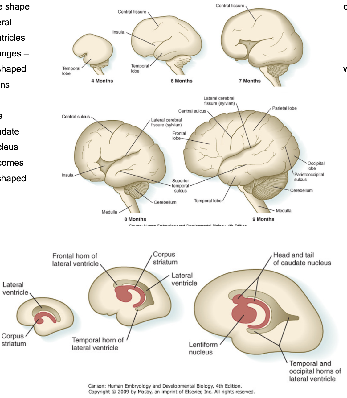 <ul><li><p><span>At 6th month, the cortex begins to bend on itself, and sulci (grooves, fissures) and gyri (convolutions) begin to appear&nbsp;</span></p><ul><li><p>Sulci separate the brain into lobes —</p><ul><li><p>First fissure — central fissure of Rolando (6th month, separates frontal &amp; parietal)</p></li><li><p>Then, lateral fissure of Silvius (separates temporal, frontal &amp; parietal)</p></li></ul></li></ul></li><li><p>Cerebral lobes —</p><ul><li><p>Parietal lobe (below parietal bone), the occipital lobe (relation with squamous portion of occipital bone), and temporal lobe (below temporal bone) </p></li></ul></li><li><p>Insula/hidden lobe —</p><ul><li><p>Lobe covered by portions of parietal, frontal &amp; temporal lobes — to find in adult brain we must divaricate the lateral fissure</p><ul><li><p>Forms because that portion of the telecephalic vesicle doesn’t expand much due to its proximity to the feveloping ganglionic eminence, thus stuck in that position as the cortex of the other lobes grows over it.</p><ul><li><p>Portions of other lobes covering insula are called — operculum</p></li></ul></li></ul></li></ul></li><li><p>The telencephalic vesicles acquire a C-shape appearance, along with their lumens and part of the ganglionic eminence that will give rise to the caudate nucleus (so also that will be C-shaped) </p><ul><li><p>This change in shape of the lateral ventricles forms 3 horns — </p><ul><li><p>Frontal, temporal, and occipital horns</p></li></ul></li><li><p>And the caudate nucleus is divided into —</p><ul><li><p>Head, body, and tail </p></li></ul></li></ul></li></ul>