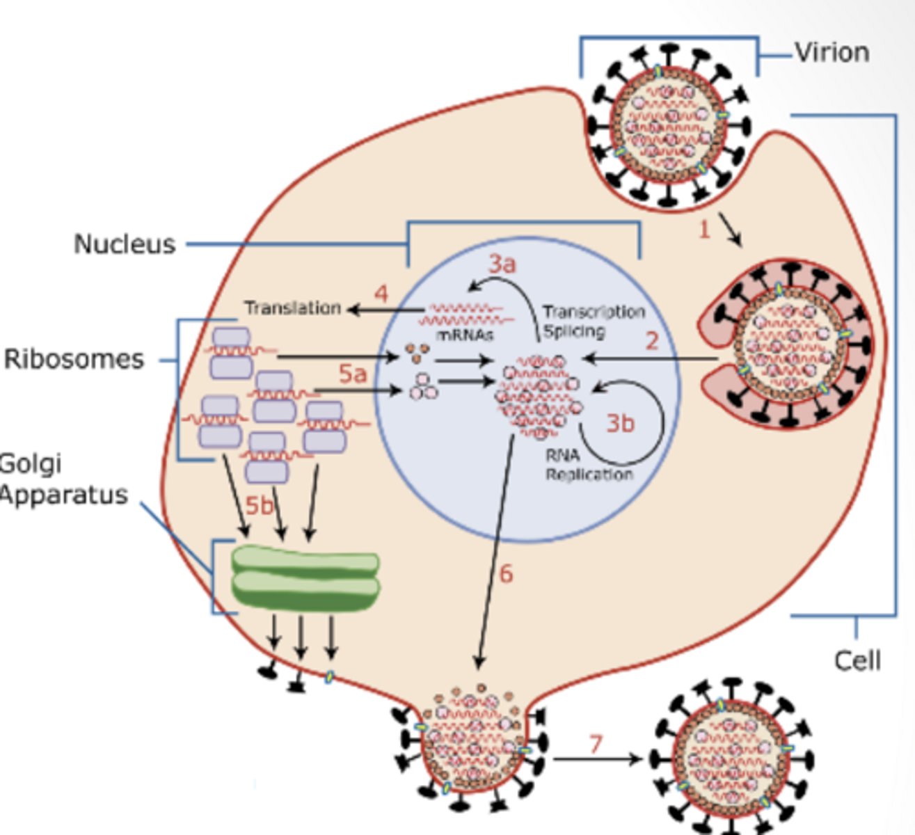 <p>synthesis of structural proteins, assembly and release of progeny virions</p><p>3 multiple choice options</p>