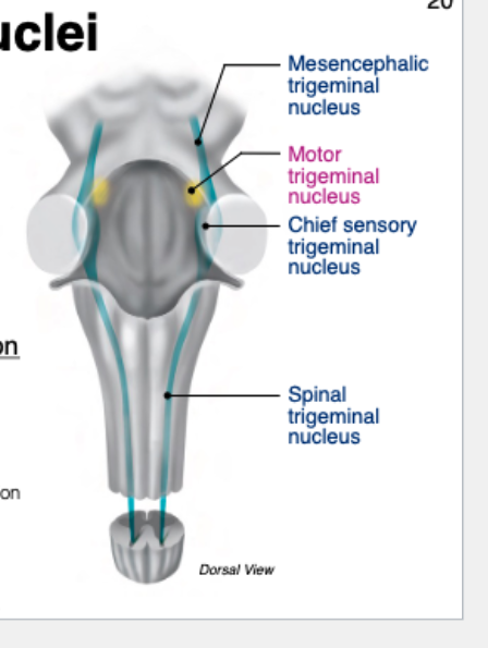 <p>3 parts:</p><ul><li><p>Mesencephalic nucleus (midbrain → pons)</p></li><li><p>Chief nucleus (mid-pons)</p></li><li><p>Spinal nucleus (pons → cervical spine)</p></li></ul><p></p>