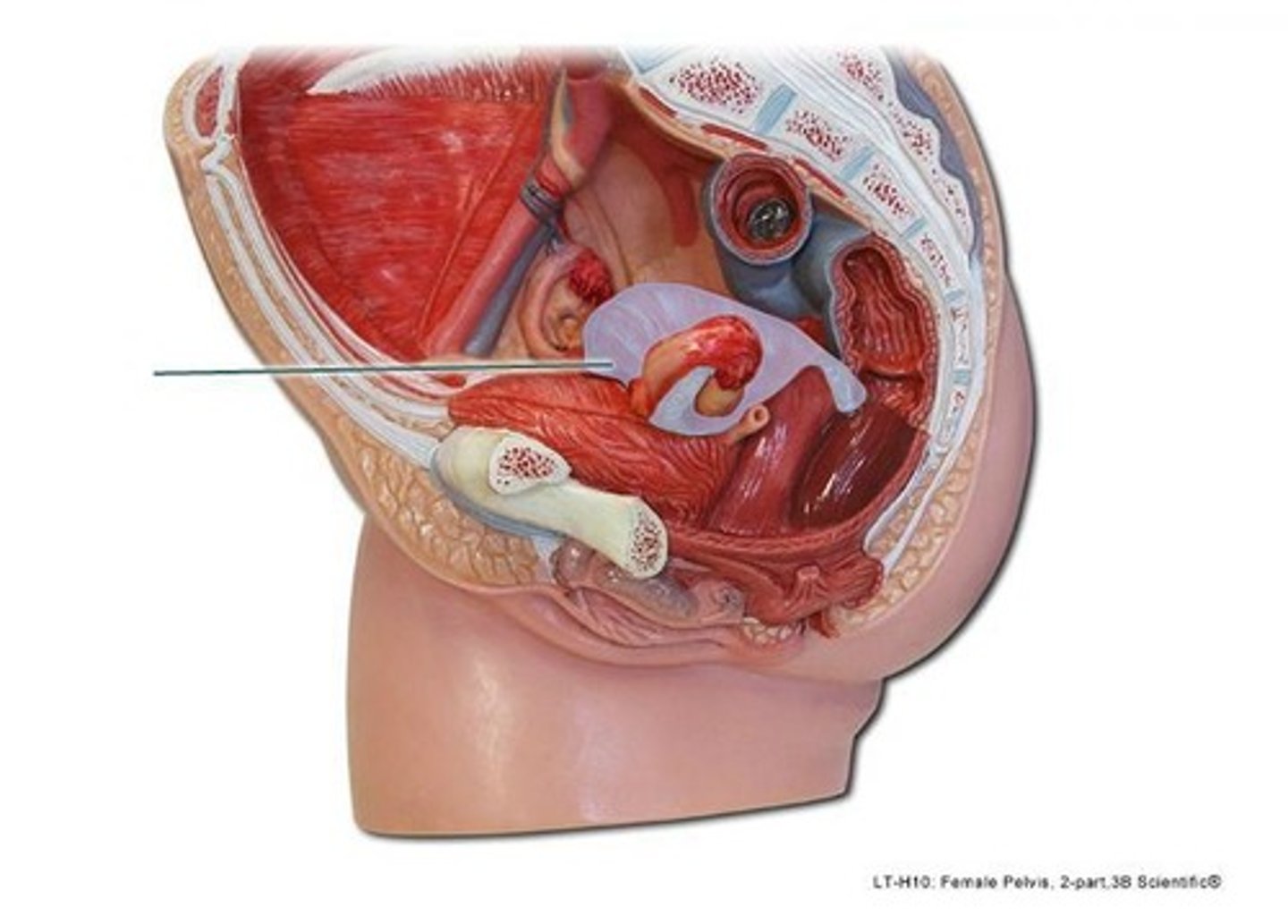 <p>peritoneum</p>