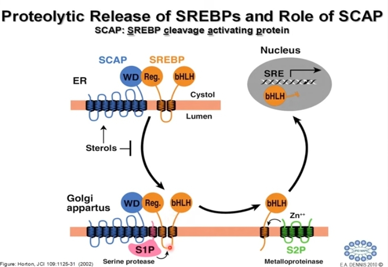 <p>A) Control a largo plazo, regulacion de la E</p><p><u>Regulacion de la sintesis </u></p><ul><li><p>Regulacion de la transcripción; in inhibicion de la transcripción mediada por esteroles y a traves de los SER/ SRE- BP (SRBP 1 y 2)</p></li><li><p>Regulación post transcripcional: control de ,a traduccion del RNAm mediada x intermeduarios de la ruta no esteroles (mevelonato, isoprenteniladenia). Regulacion de vida media, + vida media = + sintesis, dependiente de cantidad de esteroles. </p></li><li><p>Regulacion de la degradacion x productos esteroideos y no esteroideos </p></li></ul><p>B) Control a corto plazo: regulacion de actividad enzimatica</p><p><u>Inhibicion por fosforilacion </u></p><ul><li><p>Fosforilacion PK hormono dependientes + insulina, - glucagon</p></li><li><p>Fosforilacion regulada x carga energetica PK AMP dependientes (sintesis de colesterol consume muchos ATP, <span data-name="arrow_up" data-type="emoji">⬆</span>AMP = <span data-name="arrow_down" data-type="emoji">⬇</span>capacidad energética = <span data-name="no_entry_sign" data-type="emoji">🚫</span>sintesis de colesterol) </p></li><li><p>Regulacion x acumulacion de sustrato mevalonato (inhibidor de HMG-COA reductasa) </p><p>Estatinas son inibidoras de la sintesis de colesterol x inhibicion de HMG-COA reductasa.</p></li></ul>