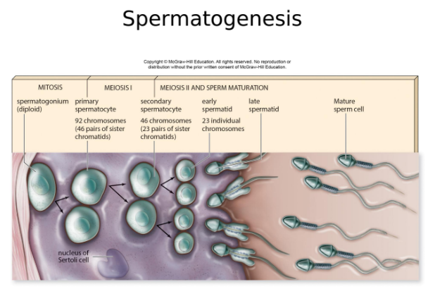 <br />Spermatogenesis