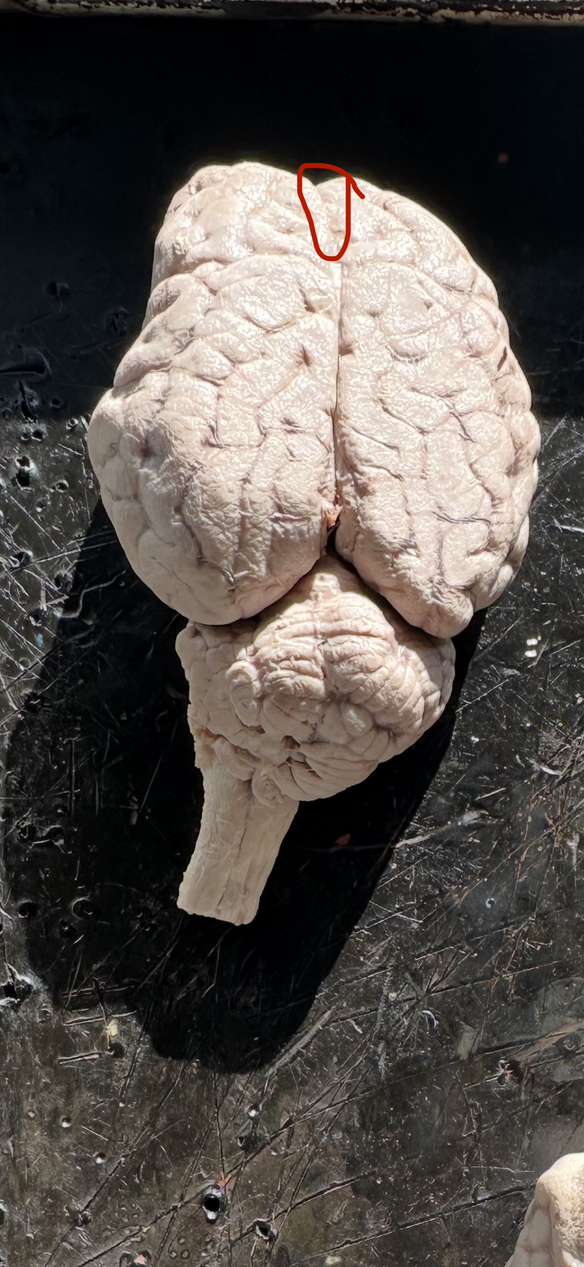 knowt flashcard image