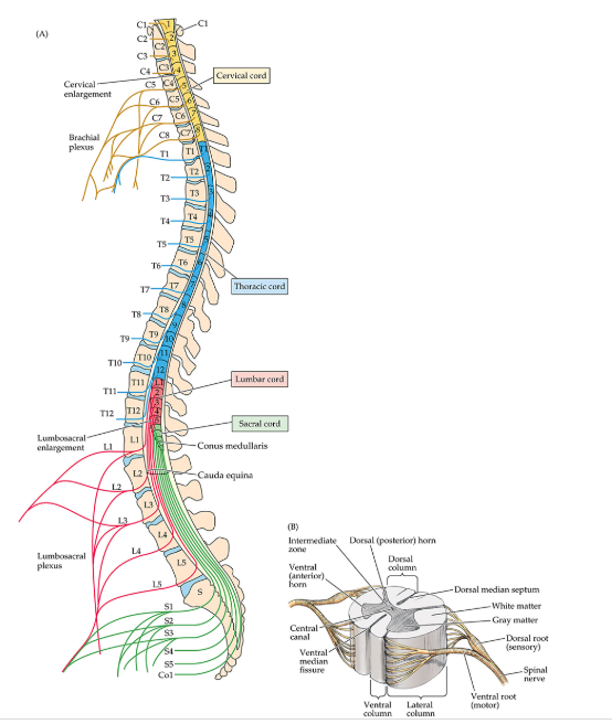 <p>Through the intervertebral foramen</p><p></p><p>C1-C7 exit above the vertebral pedicle</p><p>(C8 exits above T1)</p><p>T1-S4 exit below the vertebral pedicle</p>