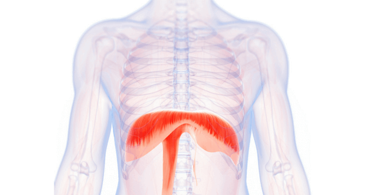 <p>What is the muscular structure that divides the chest cavity from the abdominal cavity; a major muscle of respiration?</p>
