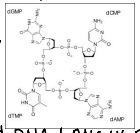 <p>Formation of a circle with four nucleotides with each nitrogenous base being represented, making the percentages of each nitrogenous base 25%</p>