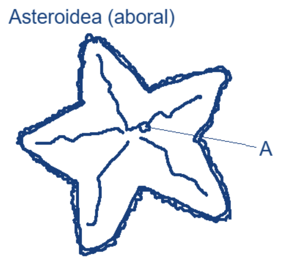 <p>What does A represent?</p>