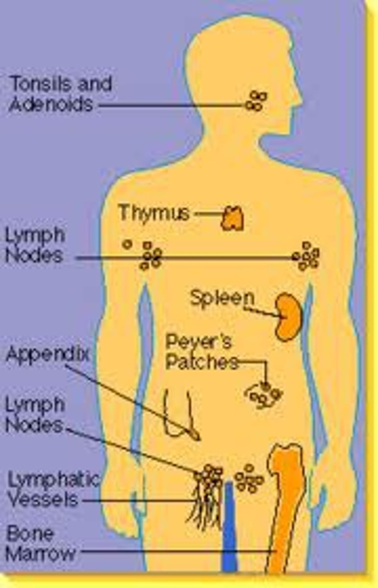 <p>Defends against pathogens and disease</p>