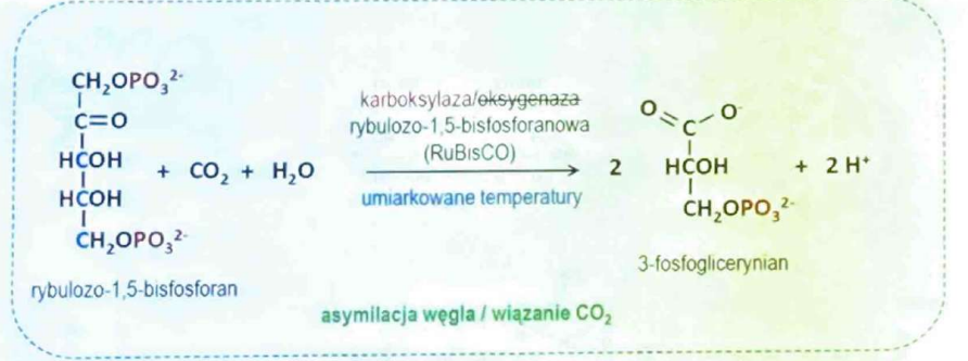 <p>(Ligazy)</p><p>Przyłącza CO₂ do substratu (np. karboksylaza acetylo-CoA).</p>