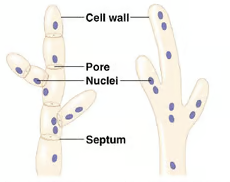 <p>mitosis occurs without cytokinesis; many nuclei in common cytoplasm; siphonaceous algae (bodies are multinucleate tubes)</p>