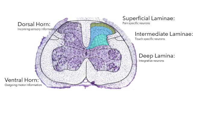 <ul><li><p>done while animals are anaesthetized as equipment is bulky</p><ul><li><p>vertebrae removed to expose spinal cord and tungsten electrode into lamina 5 (layers of dorsal horn)</p></li></ul></li><li><p>single units in deep dorsal horn as most stable place for electrode and the layer receives information from both painful and non-painful stimuli (wide dynamic range neurones)</p><ul><li><p>analgesics reduce activity here</p></li></ul></li></ul><p></p>