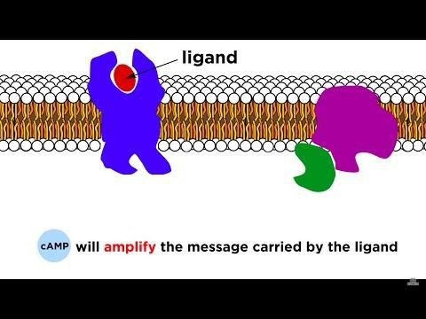 <p>Second messenger synthesized by adenylate cyclase.</p>