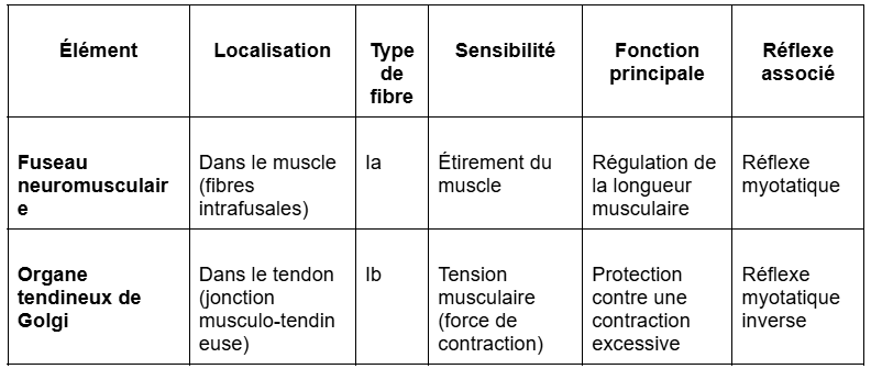 <p><span style="background-color: transparent;"><span>Concrètement, lorsque la tension exercée sur le tendon devient trop importante :</span></span></p><ol><li><p><span style="background-color: transparent;"><span>Les </span><strong><span>organes tendineux de Golgi</span></strong><span> sont activés et transmettent une </span><strong><span>influx afférent Ib</span></strong><span> vers la </span><strong><span>moelle épinière</span></strong><span>.</span></span></p></li><li><p><span style="background-color: transparent;"><span>Ces fibres font synapse avec un </span><strong><span>interneurone inhibiteur</span></strong><span>, qui agit sur les </span><strong><span>motoneurones α</span></strong><span> du muscle concerné.</span></span></p></li><li><p><span style="background-color: transparent;"><span>Cette inhibition provoque le </span><strong><span>relâchement réflexe du muscle</span></strong><span>, réduisant ainsi la tension exercée sur le tendon.</span></span></p></li></ol><p><span style="background-color: transparent;"><span>Ce réflexe a une </span><strong><span>fonction protectrice essentielle</span></strong><span> : il prévient les </span><strong><span>lésions musculaires ou tendineuses</span></strong><span> en limitant la force de contraction lorsqu’elle devient excessive.</span></span></p>