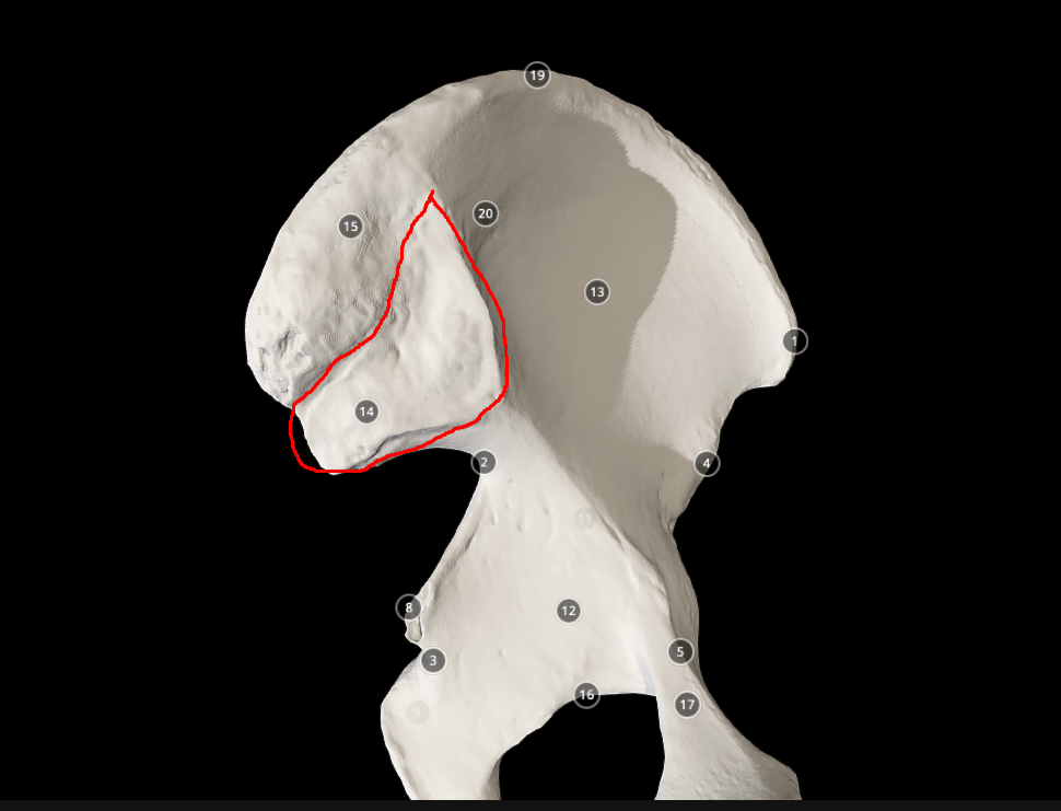 <p>auricular surface - the chunky, flat piece under the iliac tuberosity</p>
