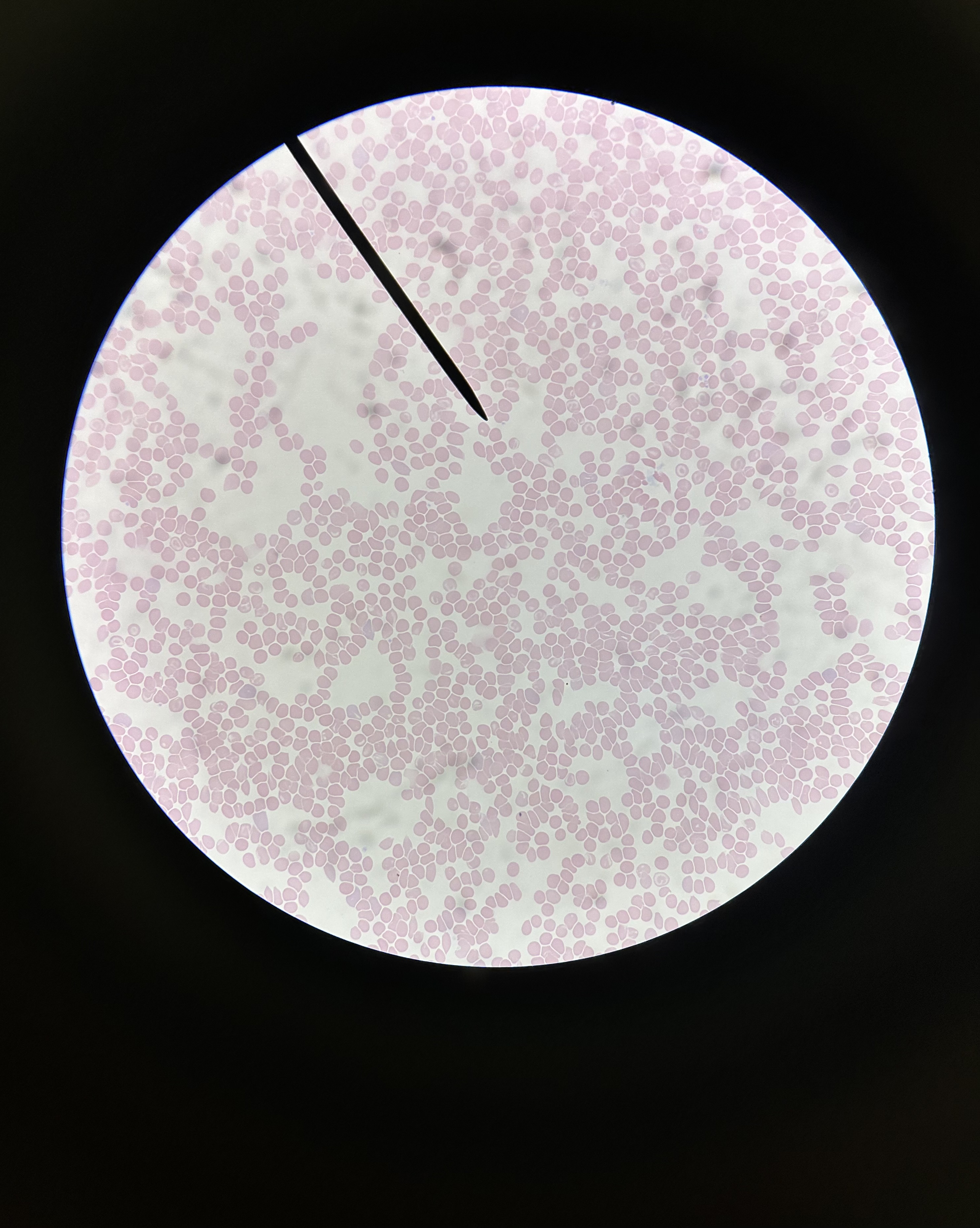 <p>What is this?</p>