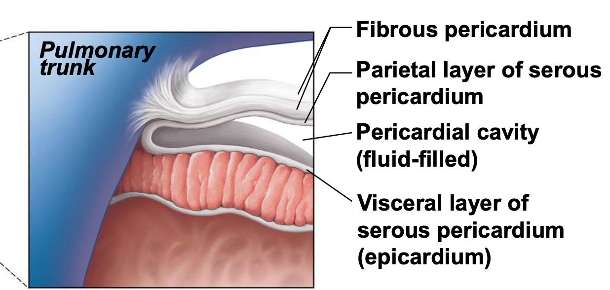 <ul><li><p><strong>parietal</strong>: lines cavity wall</p></li><li><p><strong>pericardial cavity:</strong> space between parietal and visceral pericardium that is filled with <strong>serous fluid</strong></p></li><li><p><strong>visceral:</strong> lines the heart</p></li></ul><p></p>