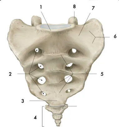 Foramina sacraux pelviens
