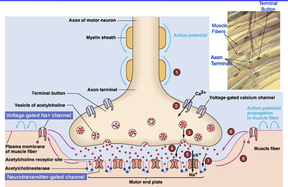 <p><strong>Presynaptic AP</strong> → release <strong>millions of ACh molecules</strong> into synaptic cleft</p><ul><li><p><strong>Muscle depolarizes</strong> → opens <strong>voltage-gated Na⁺ & K⁺ channels</strong> → postsynaptic <strong>action potential</strong></p></li><li><p><strong>1 neuron → 1 muscle fiber</strong> → organized contraction</p></li><li><p><strong>Motor end plate</strong> = postsynaptic region of NMJ with <strong>high density of nAChRs</strong>; only here</p></li><li><p>Outside motor end plate: mostly <strong>voltage-gated Na⁺ & K⁺ channels</strong>, like in neurons</p></li><li><p><strong>Graded end plate potential (EPP)</strong> → triggers AP; more ACh → more channels open → larger EPP → stronger depolarization</p></li></ul><p></p>