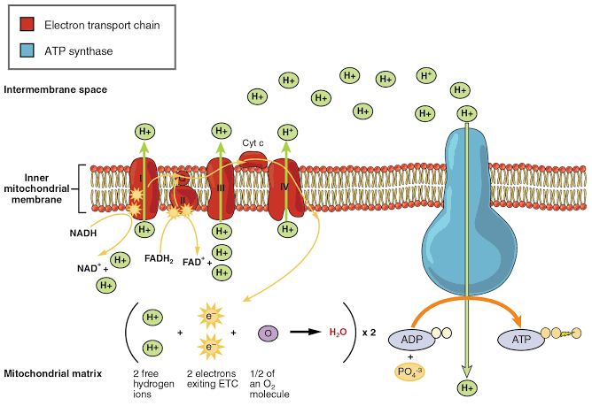 <p>Chief of this is ______ adenine dinucleotide (<strong>NAD<sup>+</sup>/NADH</strong>) and then _____ adenine dinucleotide (<strong>FAD/FADH<sub>2</sub></strong>). main electron carriers (aka the most important ones in cellular respiration)</p>