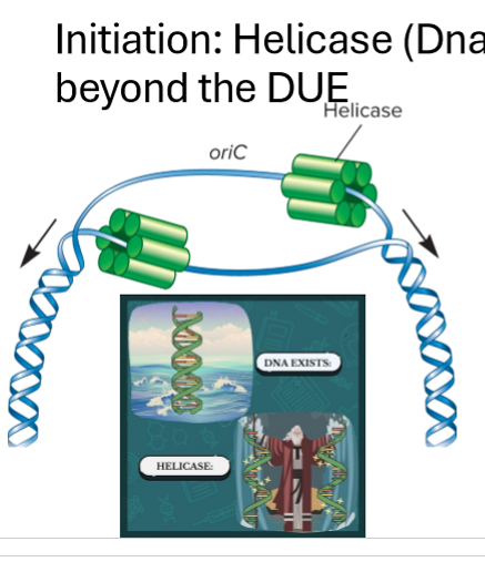 <ul><li><p>unwinds beginigng at DUE</p></li><li><p>breaks h bonds and provides force for replisome</p></li><li><p>6 subunit ring, surrounds DNA</p></li><li><p>requires ATP and proteins</p></li></ul><p></p>