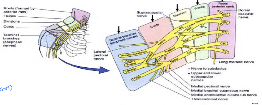 <ul><li><p>Major nerve supply all segments of the upper extremity</p></li><li><p>Begins in neck from ventral rami of <strong>C5-T1</strong> and runs through axila</p></li><li><p>Divided into 5 parts: Roots, Trunks, Divisions, Cords, Terminal Branches (Nerves)</p><ul><li><p>Randy Travis Drinks Cold Beers (branches)</p></li></ul></li></ul><p></p>