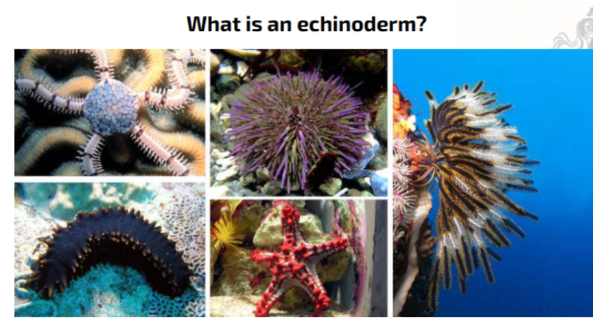 <p>Marine animals with five-fold symmetry and a hydraulic water-vascular system</p>