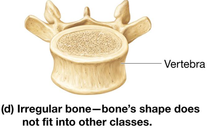 <ul><li><p>Irregular shape</p></li><li><p>Include vertebrae &amp; skull bones</p></li></ul><p></p>