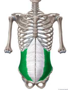 <p>origin: iliac crest </p><p>insertion: 10-12 ribs </p><p>function: bends your back </p>