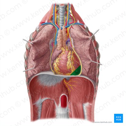 <ul><li><p>the most inferior portion of the left ventricle</p></li><li><p>lies in the left 5th intercostal space at the midclavicular line</p></li></ul><p></p>
