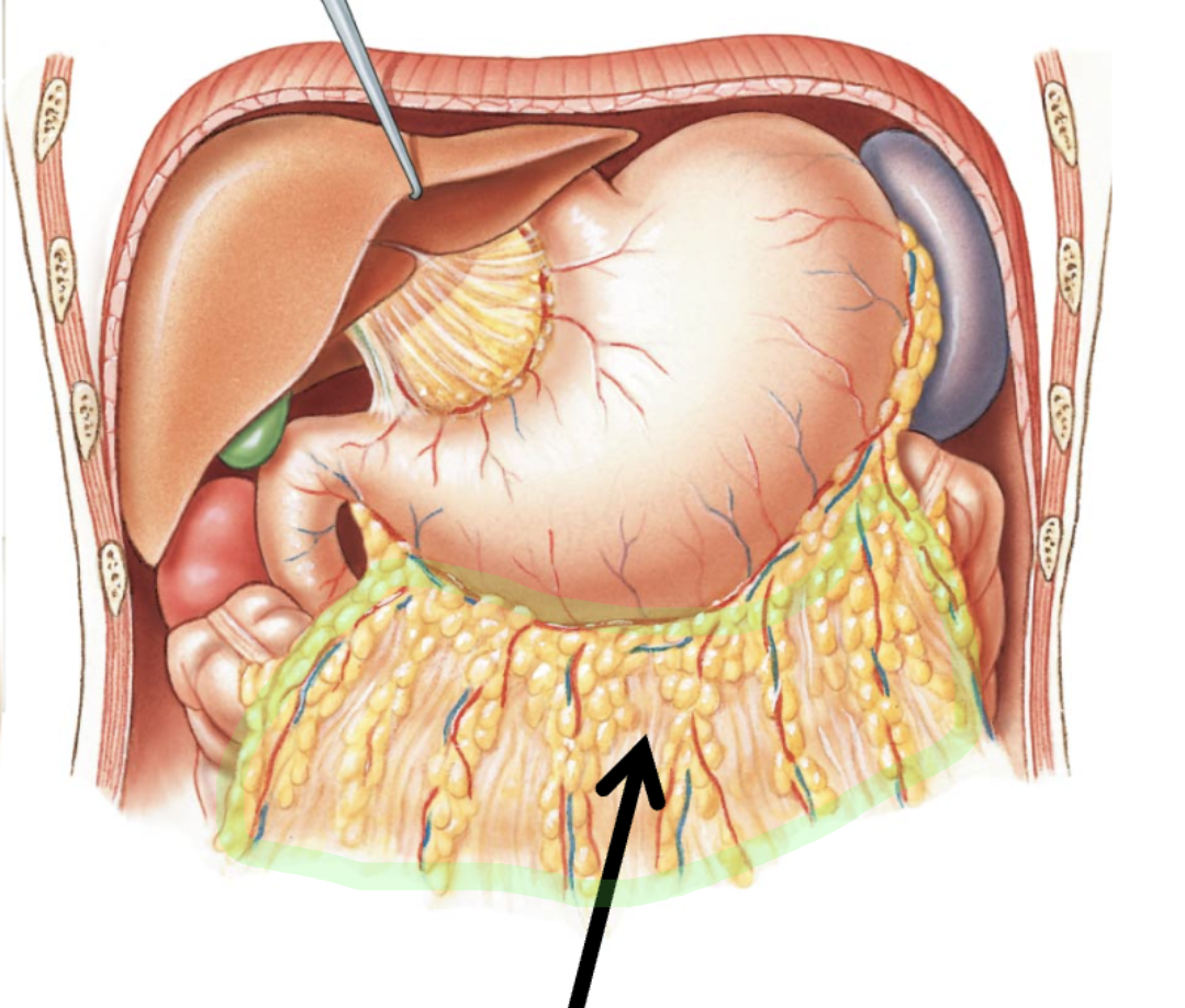 <p>Greater Omentum </p>