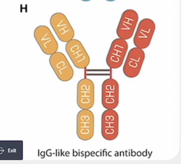 <ul><li><p>The IgG like bispecific antibody </p></li></ul><p></p>
