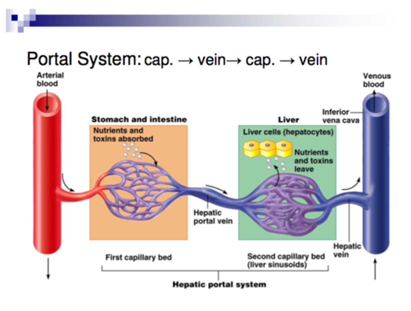 <p>the veins that carry blood from the capillaries digestive organs to the liver</p>