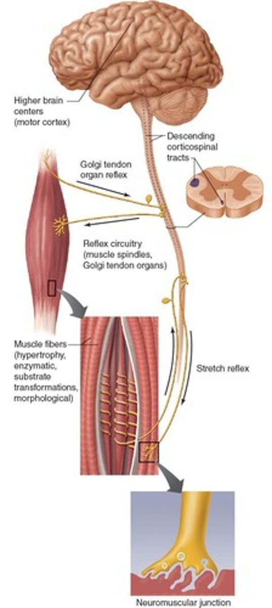 <p>It increases motor cortex activity with higher force development and new exercises.</p>