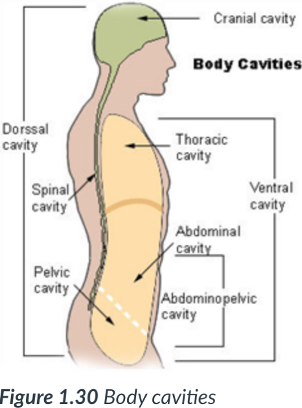<p>dorsal &amp; ventral</p>