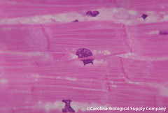 circulation of blood (involuntary)
cells branch and intersect, mononucleated, striated
found in: heart