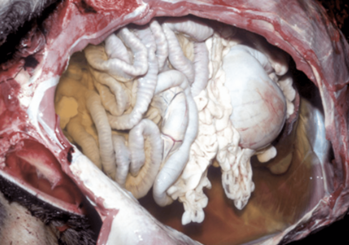 <p>What is being shown in this photo?</p>