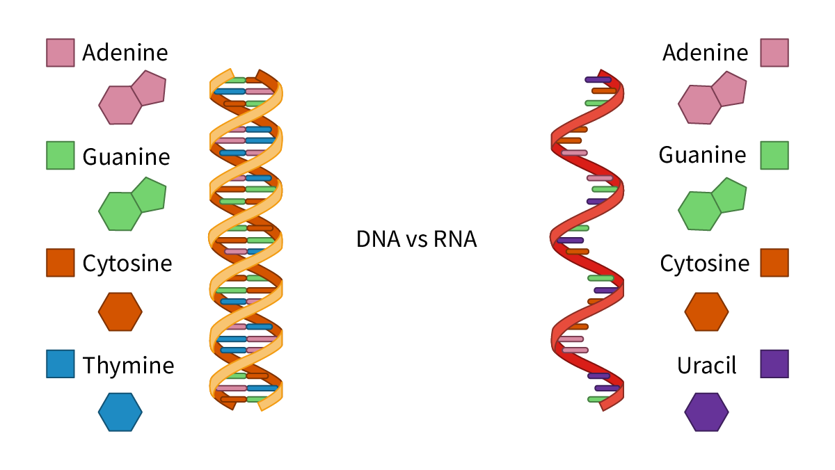 Figure 2 - Comparison between DNA and RNA