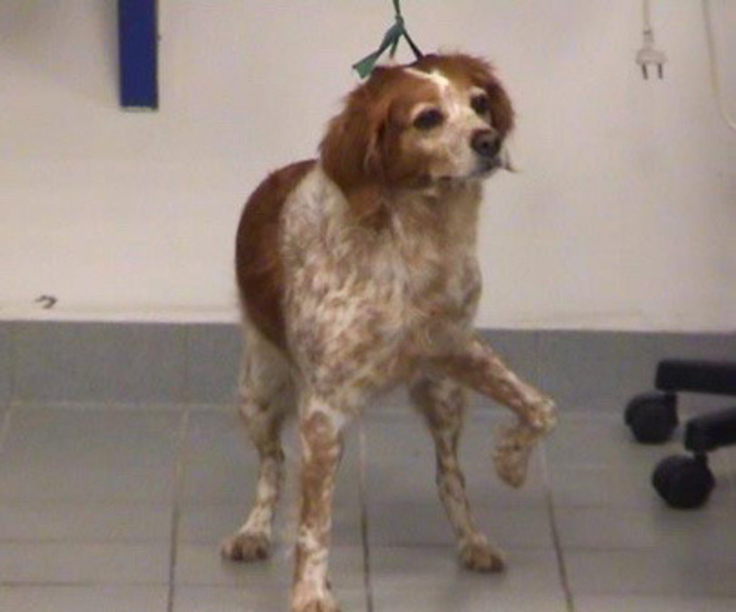 <p>Infraspinous fibrous contracture</p><p>Typical signalment and history?</p><p>Signs?</p><p>Tx/prognosis?</p>