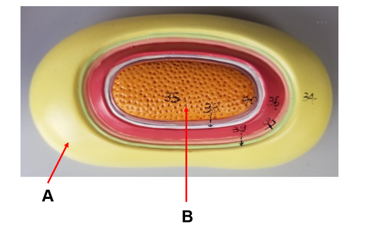 <p>A,B</p>