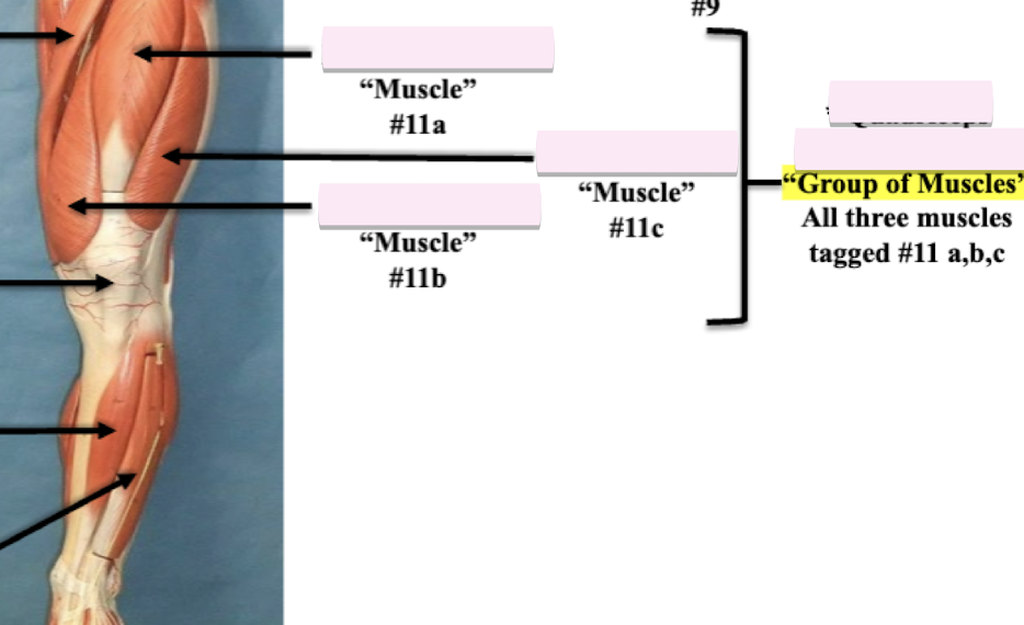 <p>Label muscle <strong>group</strong> (11a,b,c) </p>