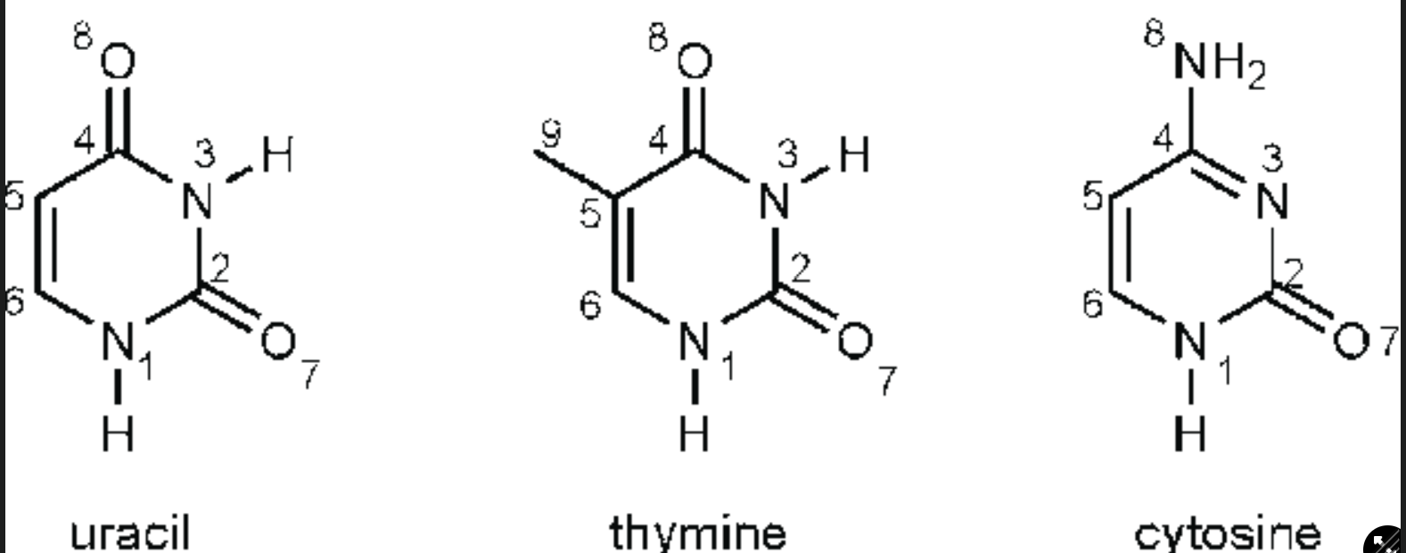 <p>One ring with 6 atoms</p><ul><li><p>Cytosine, thymine (only found in DNA), uracil (only found in RNA)</p></li></ul>