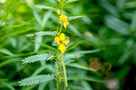 Partridge Pea
