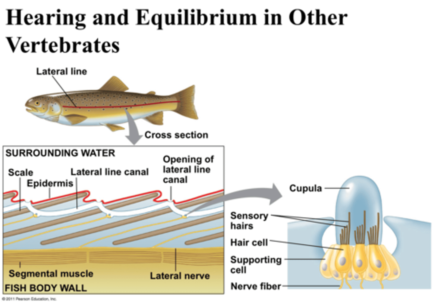 <p>sensitive receptor system that enables fish to detect gentle currents and vibrations in the water</p>