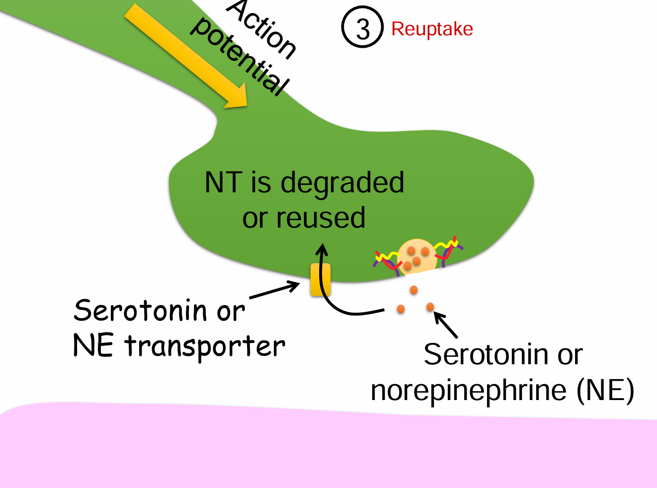 <ol><li><p>Action potential reaches the presynaptic terminal.</p></li><li><p>Serotonin or norepinephrine (NE) is released into the synaptic cleft.</p></li><li><p>A <strong>transporter protein</strong> (e.g., serotonin or NE transporter) reabsorbs the neurotransmitter.</p></li><li><p>Neurotransmitter is either <strong>degraded</strong> or <strong>reused</strong> inside the presynaptic neuron.</p></li></ol><p></p>
